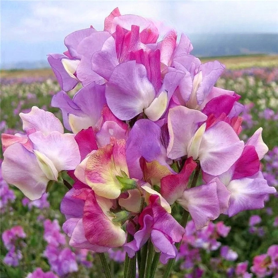 Sweet Pea "Prima Ballerina Tricolor" - 15 seeds  (Latyrus odoratus)