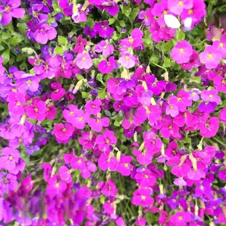 Rock Cress Cascade Purple - 300 seeds (Aubrieta cultorum hybrida)