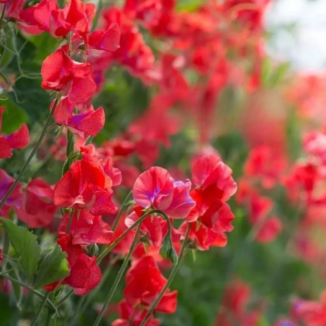 Sweet Pea "Philip Miller Red" - 15 seeds (Lathyrus Odoratus)