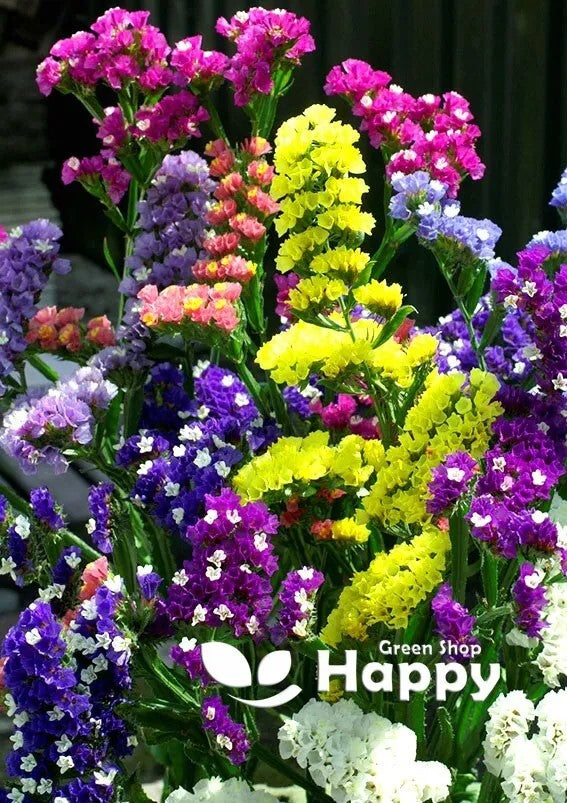 Sea Lavender - Statice Seeker Mix - 50 seeds (Limonium sinuatum)