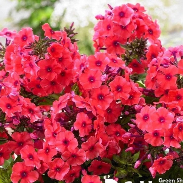 Drummond's Phlox Coccinea - 300 seeds (Phlox drummondii grandiflora)