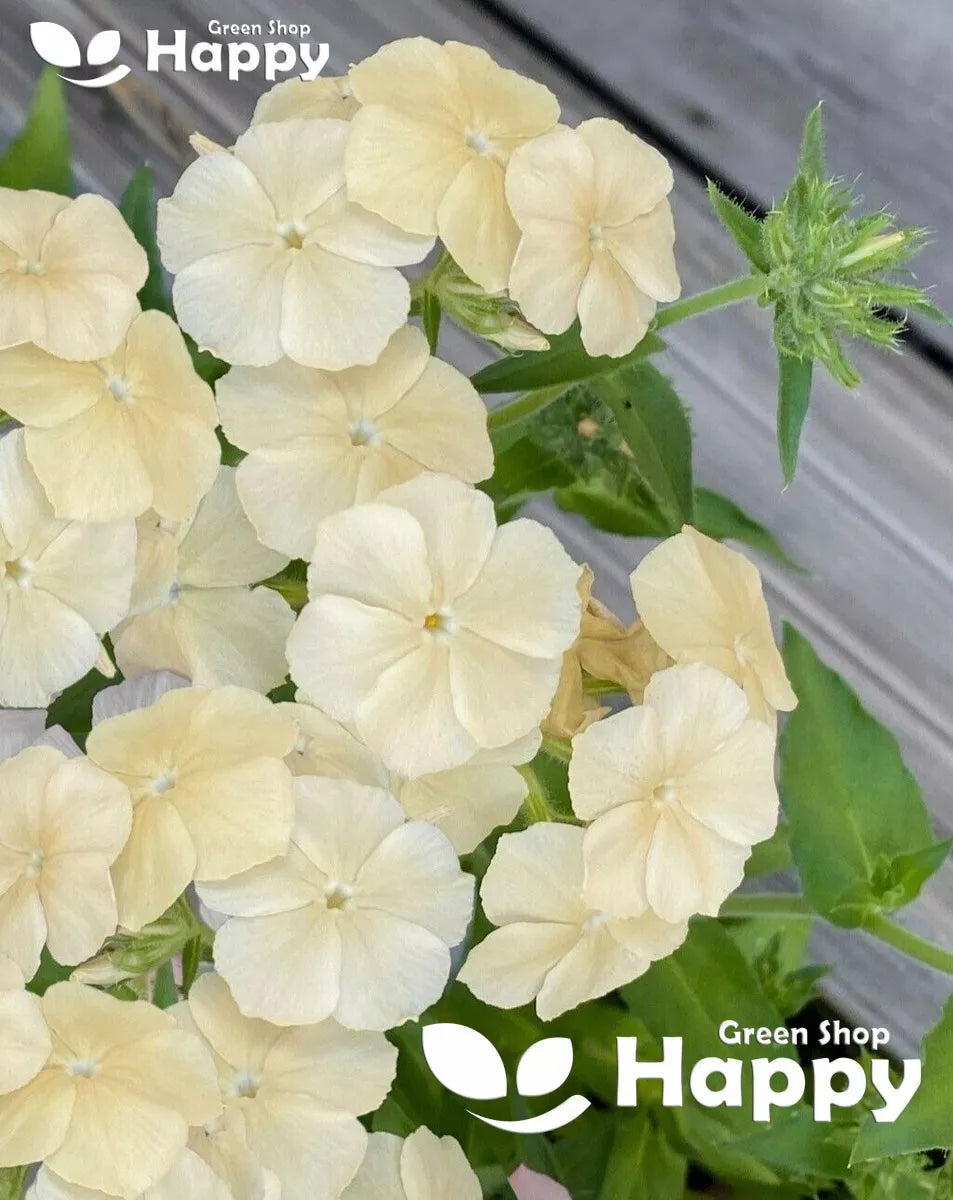 Drummond's Phlox Isabellina - 300 seeds (Phlox drummondii grandiflora)