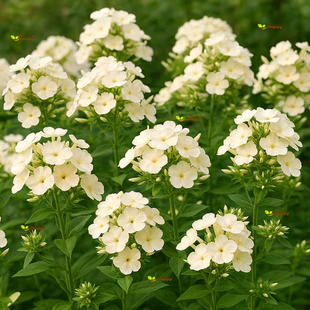 Drummond's Phlox Isabellina - 300 seeds (Phlox drummondii grandiflora)