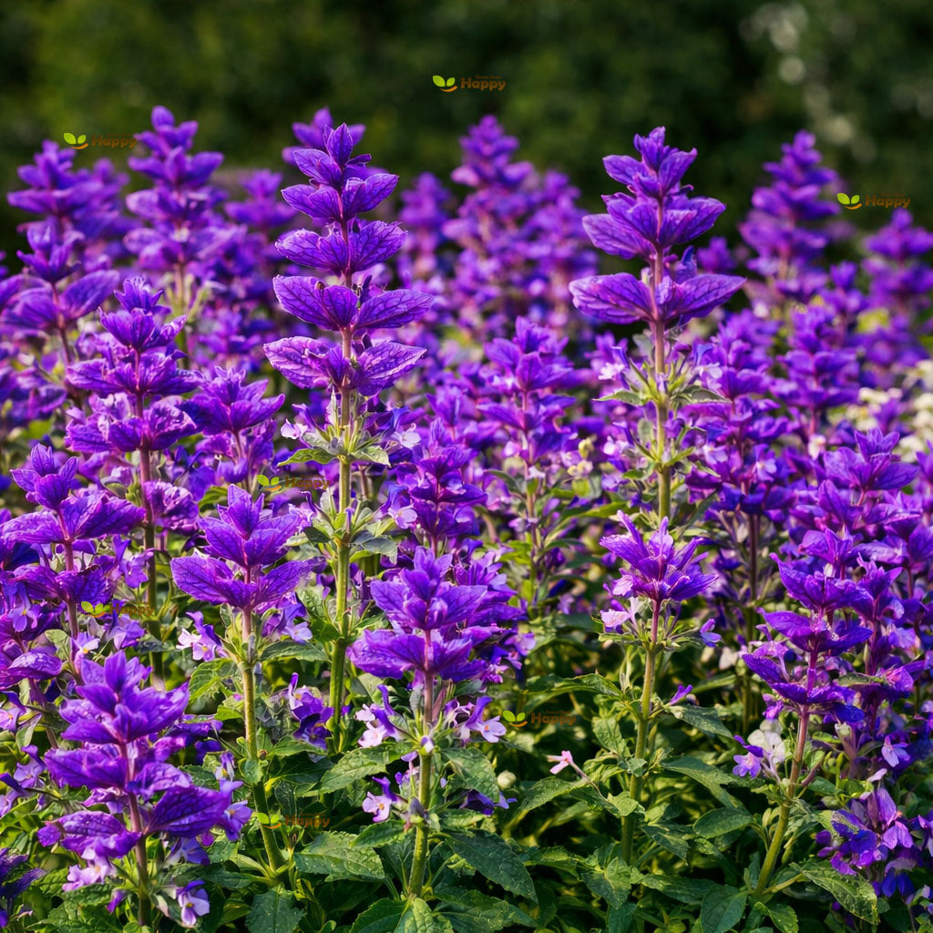 Clary Sage "Blue Monday" - 200 seeds (Salvia horminum)