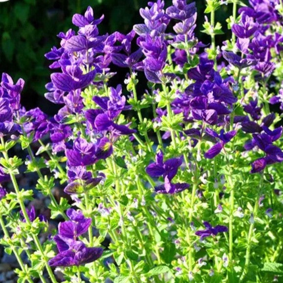 Clary Sage "Blue Monday" - 200 seeds (Salvia horminum)