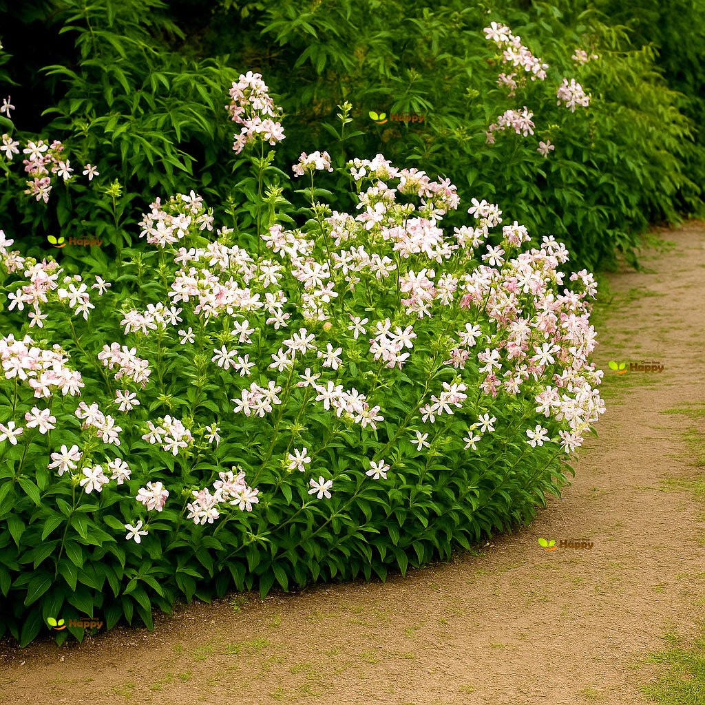 Soapwort - 300 seeds (Saponaria officinalis)
