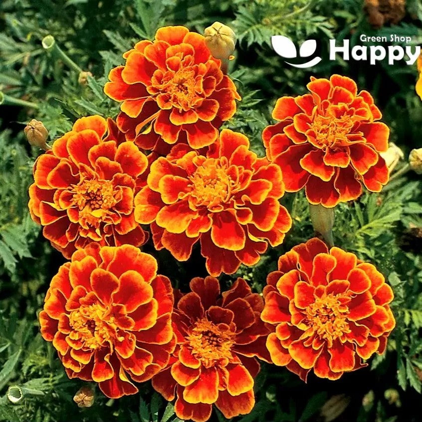 French Marigold 'Queen Sophia' - 250 seeds (Tagetes patula nana)