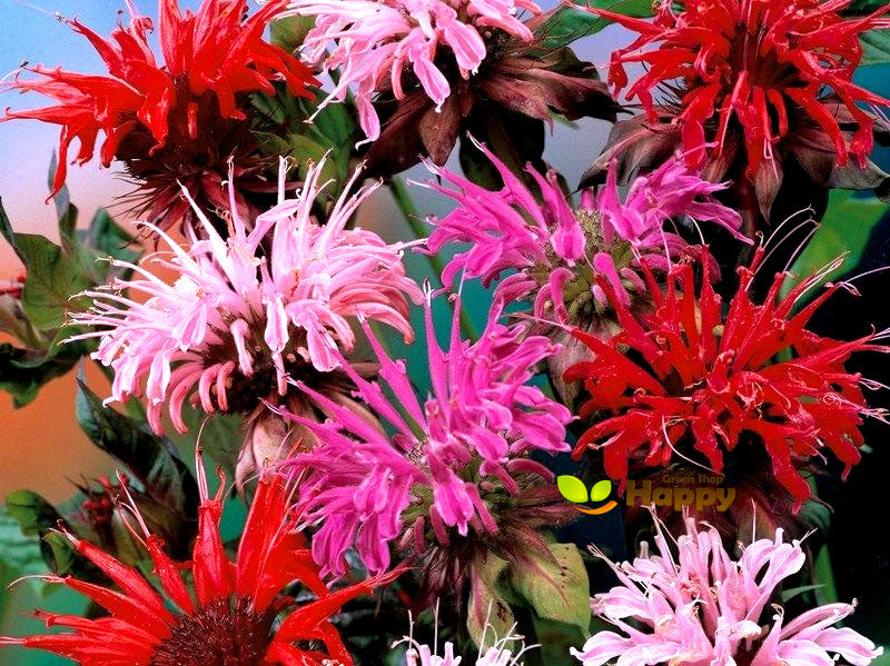 Herb Bee Balm - 30 Seeds (Monarda Didyma)