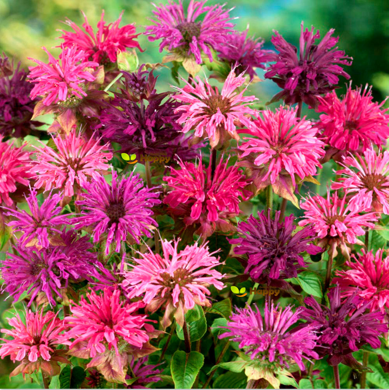 Herb Bee Balm - 30 Seeds (Monarda Didyma)