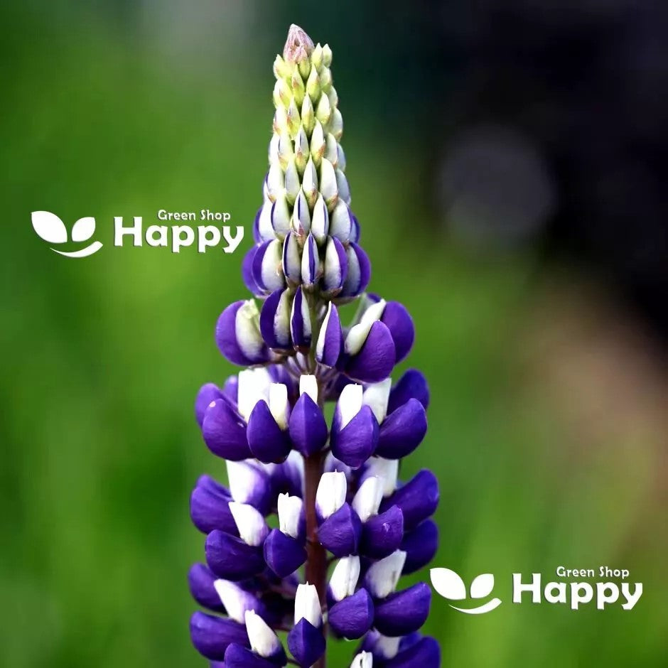 Russel Lupin the governor - 50 seeds (Lupinus polyphyllus)