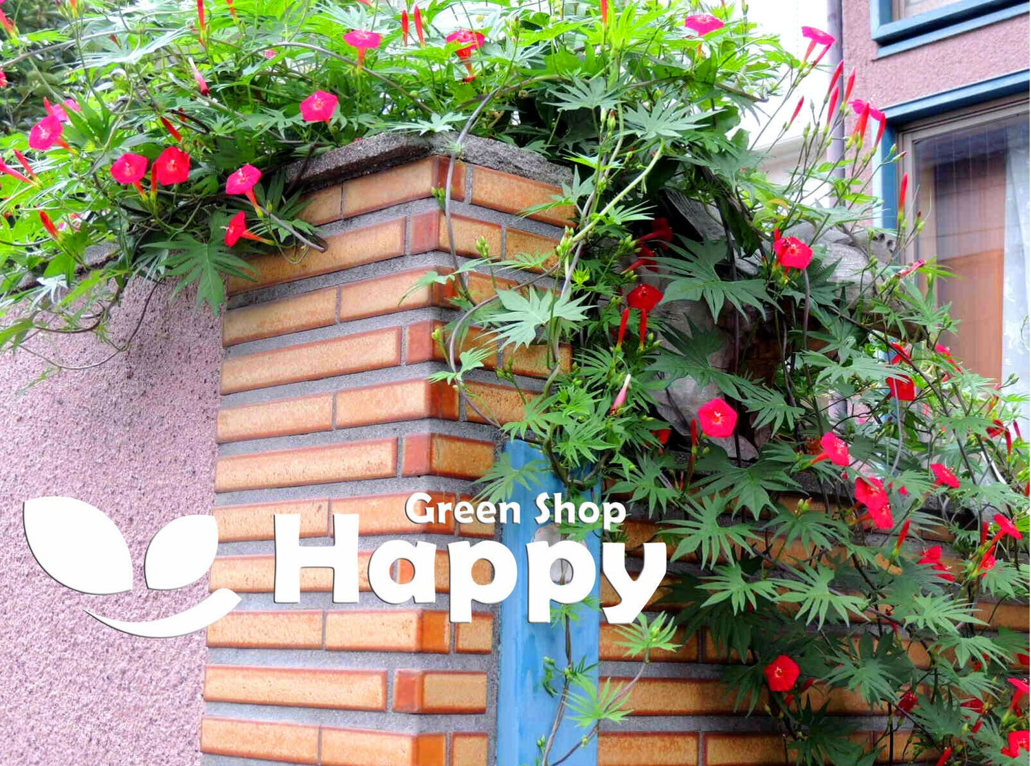 Morning Glory Cypress Vine red - 55 seeds (Ipomoea pennata Quamoclit)