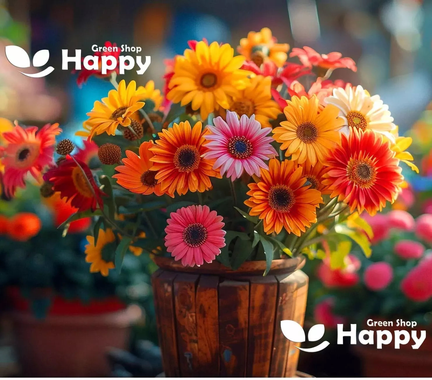 Gerbera Hybrids mix - 40 seeds (Gerbera Jamesonii)