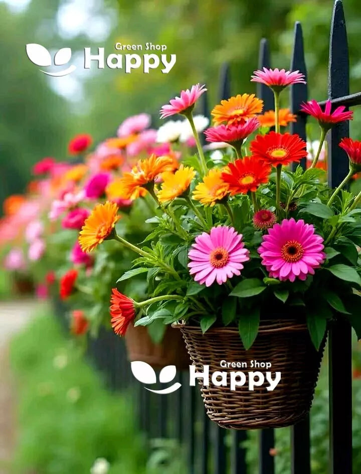 Gerbera Hybrids mix - 40 seeds (Gerbera Jamesonii)