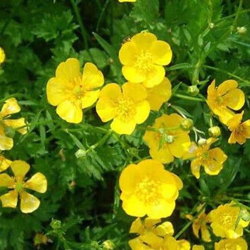 Buttercup - 500 seeds (Ranunculus acris)