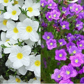 Cupflower Mixed - 650 seeds (Nierembergia hippomanica)