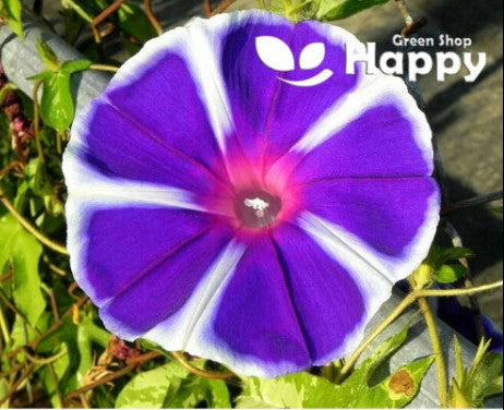 Morning Glory `Mount Fuji` mix - 8 seeds (Ipomoea Nil)