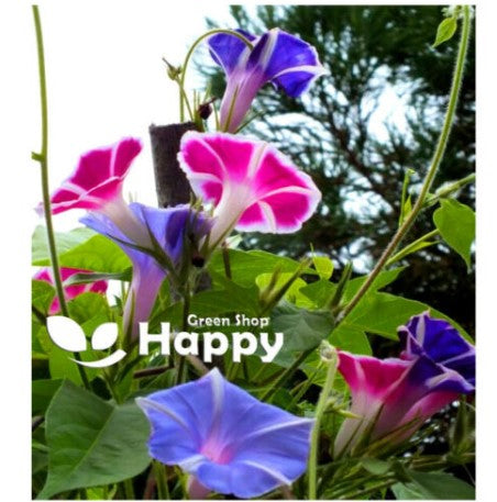 Morning Glory `Mount Fuji` mix - 8 seeds (Ipomoea Nil)