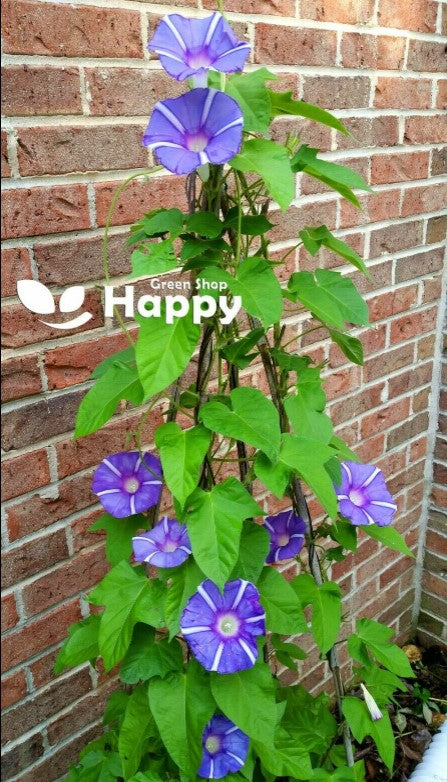 Morning Glory `Mount Fuji` mix - 8 seeds (Ipomoea Nil)