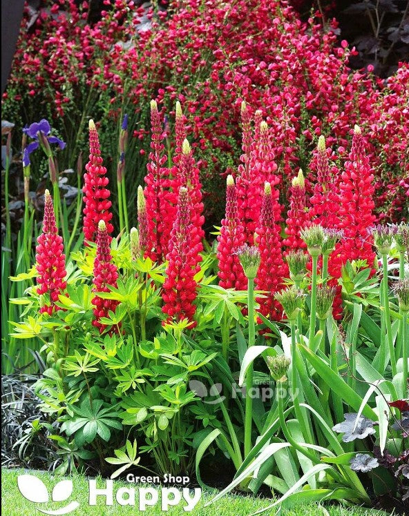 Russell Lupine `The Pages` red - 60 seeds (Lupinus Polyphyllus)