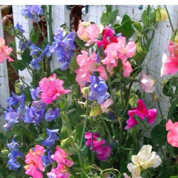 Sweet Pea 'Bijou' dwarf mix - 40 seeds (Lathyrus odoratus)