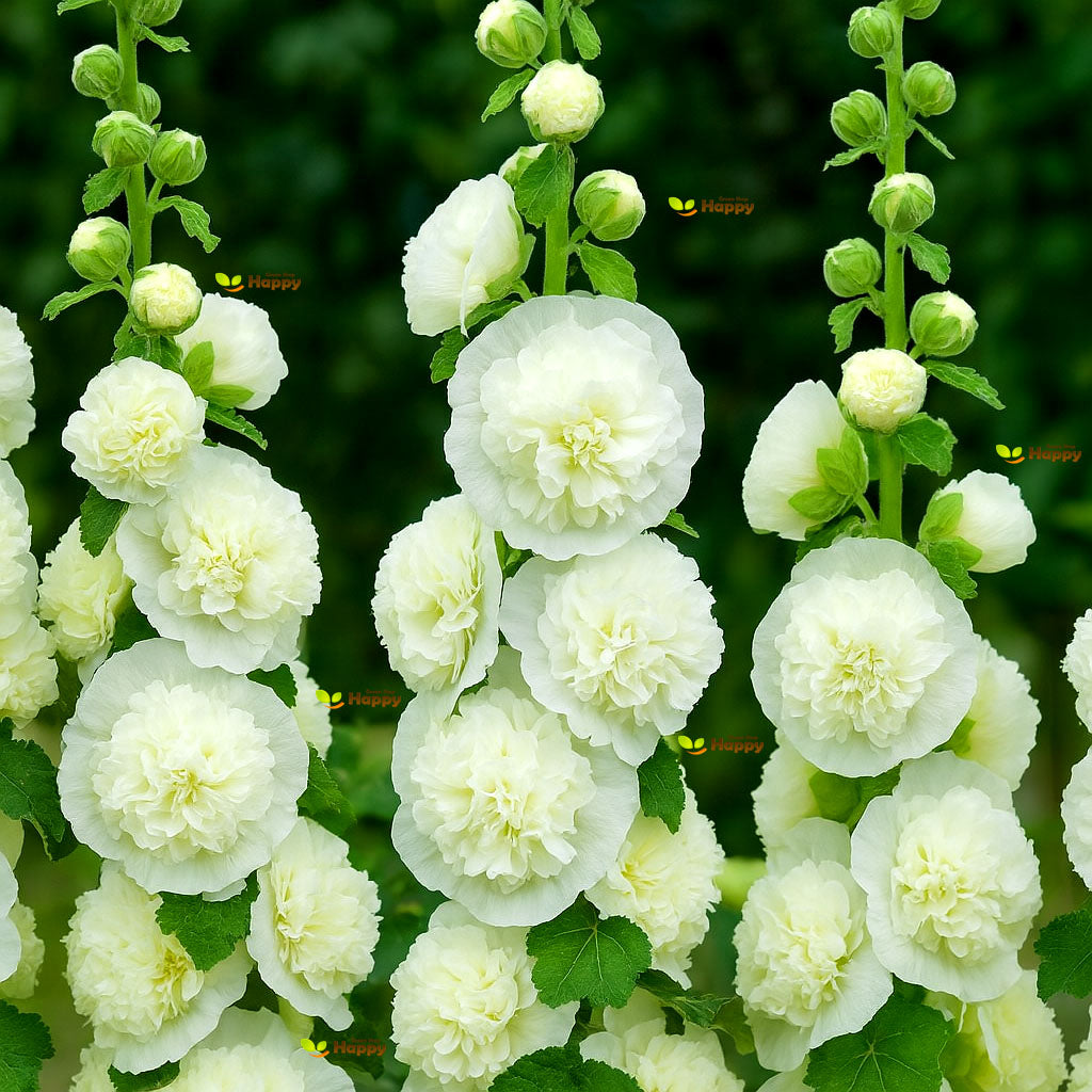 Hollyhock Chaters Double Triumph White - 50 seeds (Althaea Rosea)