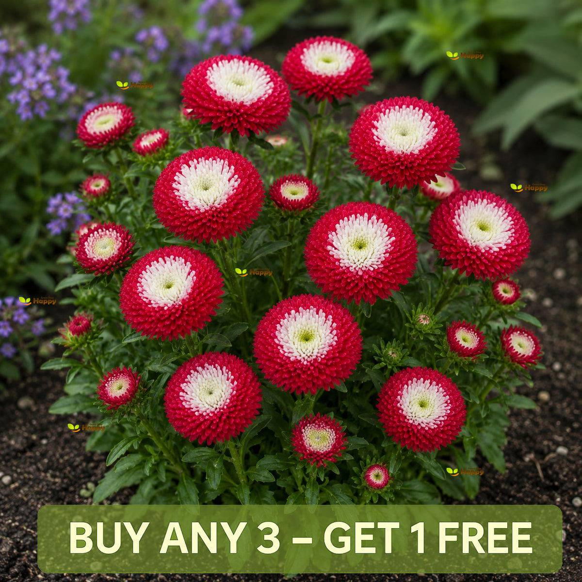 Pompon Aster Seeds Red & White | Callistephus chinensis Double Flowers