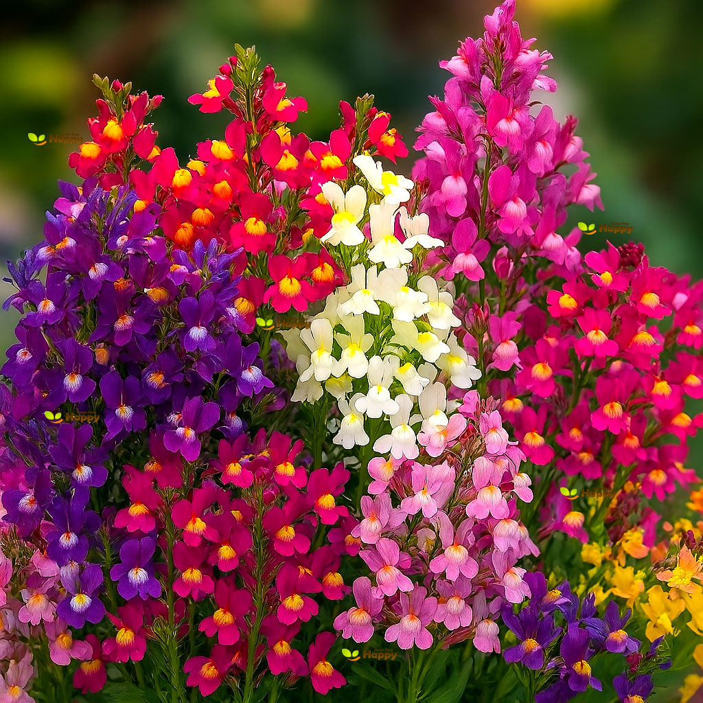 Toadflax Baby Snapdragon Mix - 15 000 seeds (Linaria Maroccana)