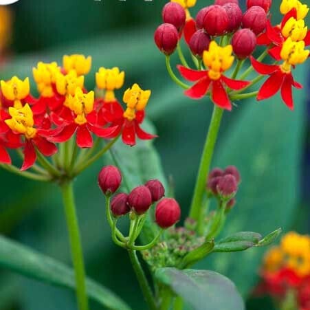 'Mexican Butterfly Weed' Red - 40 Seeds (Asclepias curassavica)