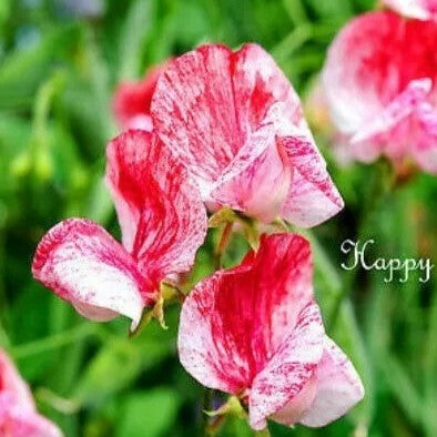 Sweet Pea Old Spice 'America' - 15 seeds (Lathyrus odoratus)
