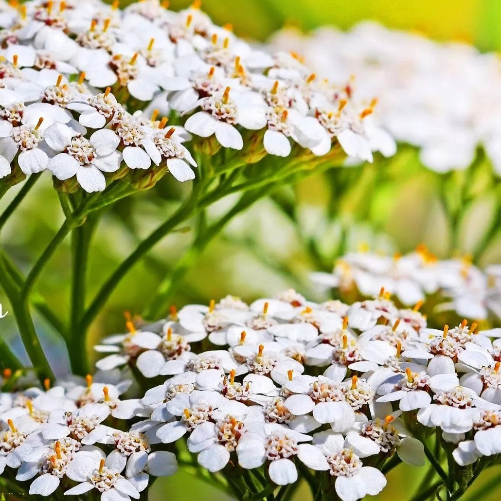 Yarrow 'Summer White' - 3000 seeds (Achillea millefolium)