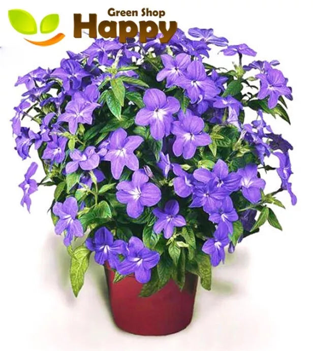 Amethyst flower - 400 seeds (Browalia americana) Long Flowering