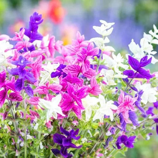 Clary Salvia - 200 seeds (Salvia horminum)