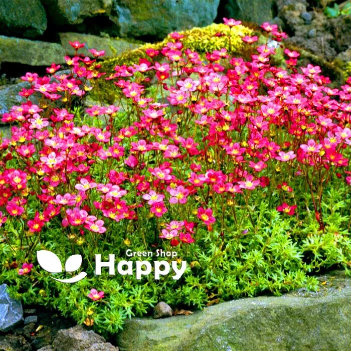 Saxifrage 'Rose Robe' - 1000 seeds (Saxifraga arendsii)