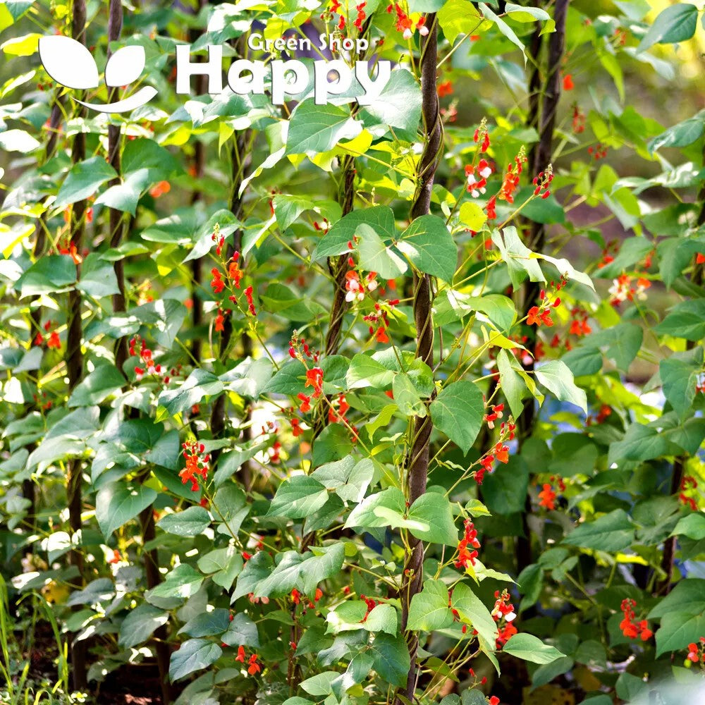 Runner beans mixed - 15 seeds (Phaseolus coccineus)