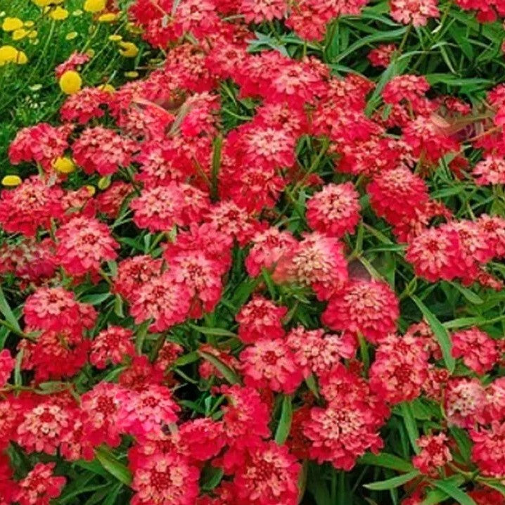 Candytuft Carmine Red - 100 seeds (Iberis Umbellata)