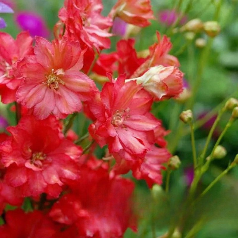Larkspur `Carmine King` mix 250 seeds - Delphinium consolida
