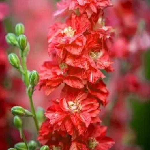 Larkspur `Carmine King` mix 250 seeds - Delphinium consolida