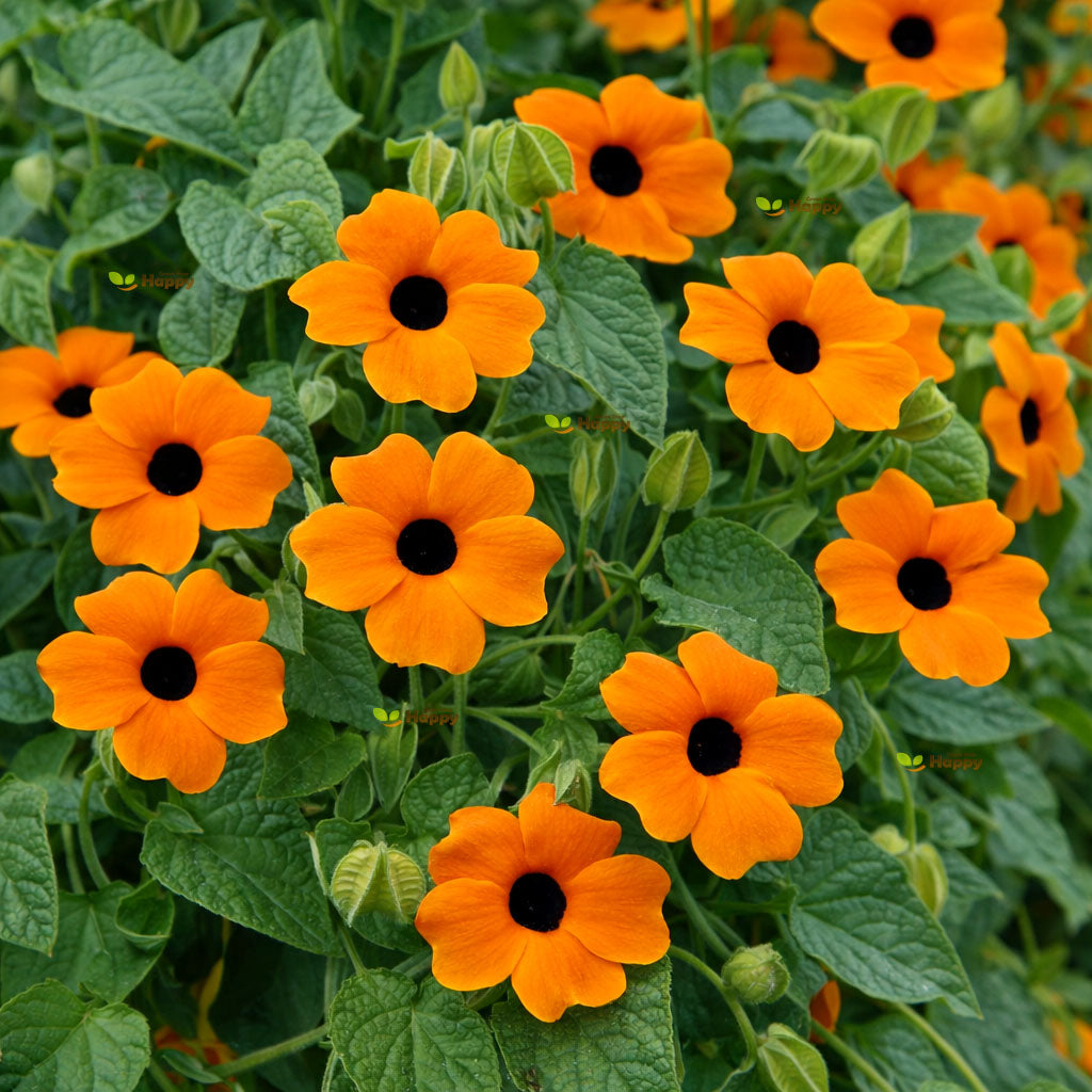 Thunbergia 'Sunrise' orange - 20 seeds (Thunbergia alata)