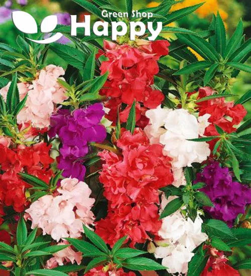 Garden Balsam mixed - 200 seeds (Impatiens balsamina)