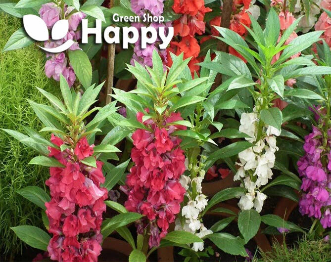 Garden Balsam mixed - 200 seeds (Impatiens balsamina)