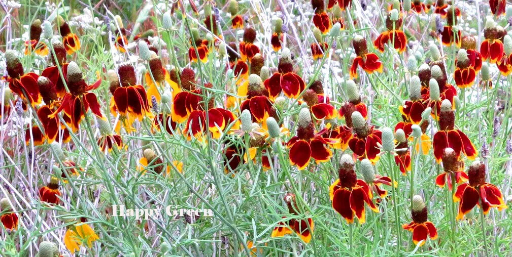 Mexican hat - 400 seeds (Ratibida Columnifera)
