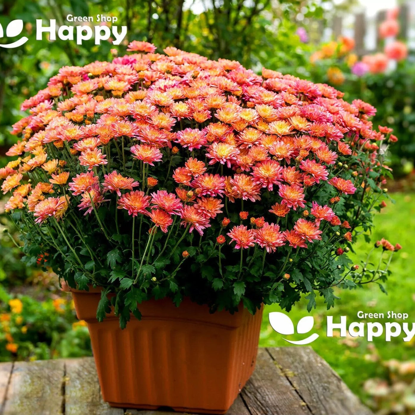 Garden mum mix - 200 seeds (Chrysanthemum indicum)