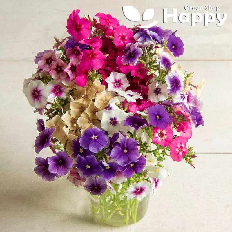 Drummond's Phlox 'Art Shades' Mix - 300 seeds  (Phlox drummondii grandiflora)