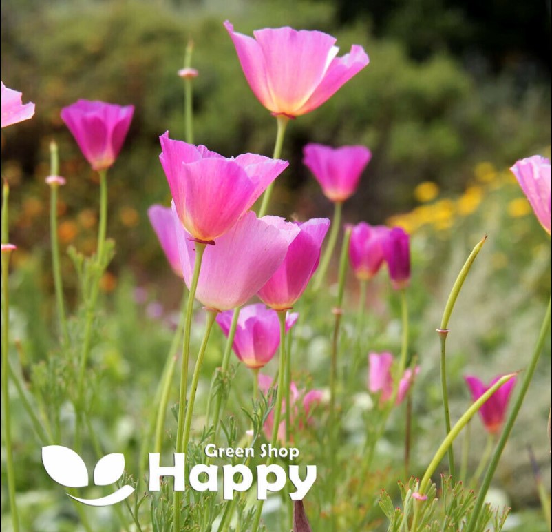 California Poppy `Purple Gleam` - 1200 seeds (Eschscholzia californica)