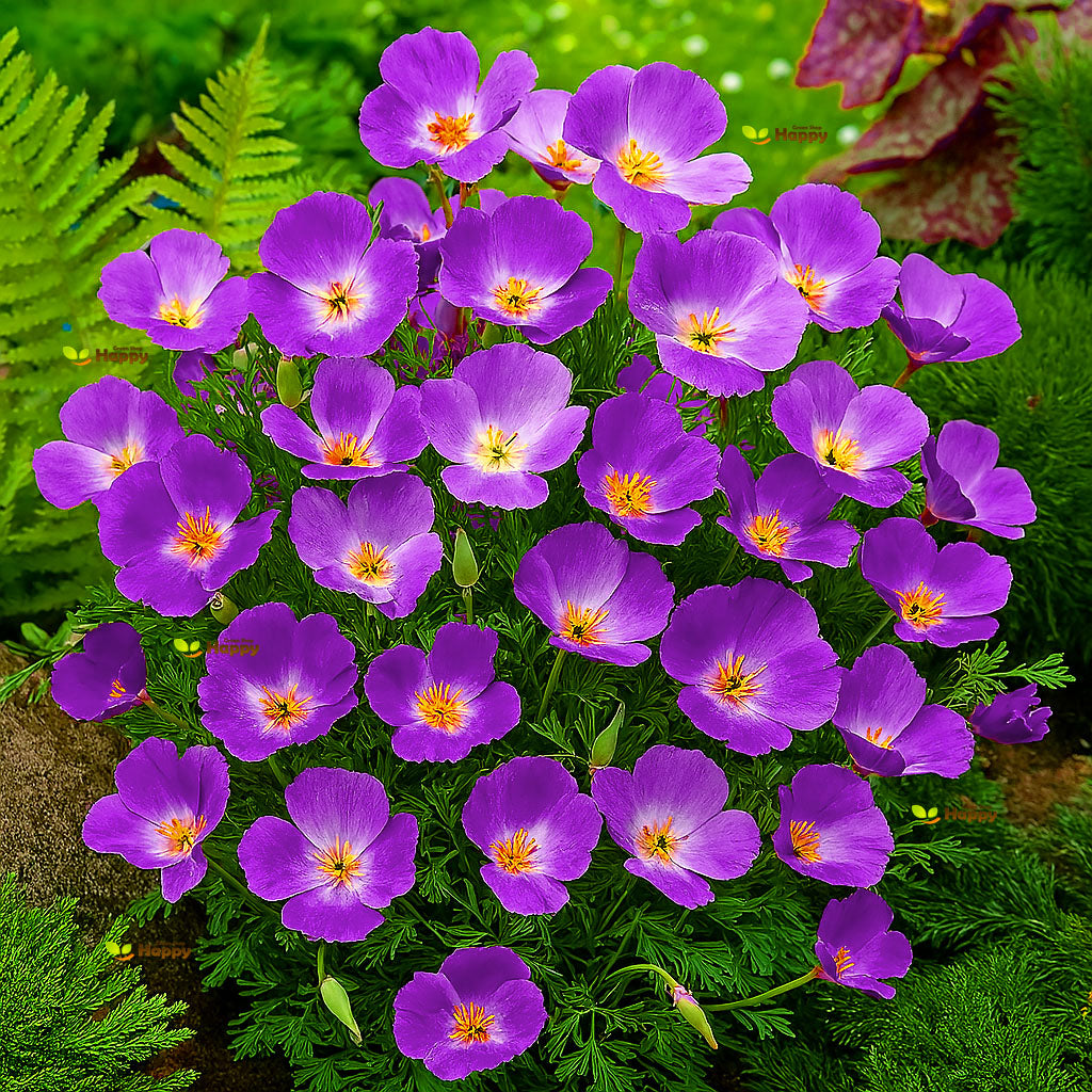California Poppy `Purple Gleam` - 1200 seeds (Eschscholzia californica)