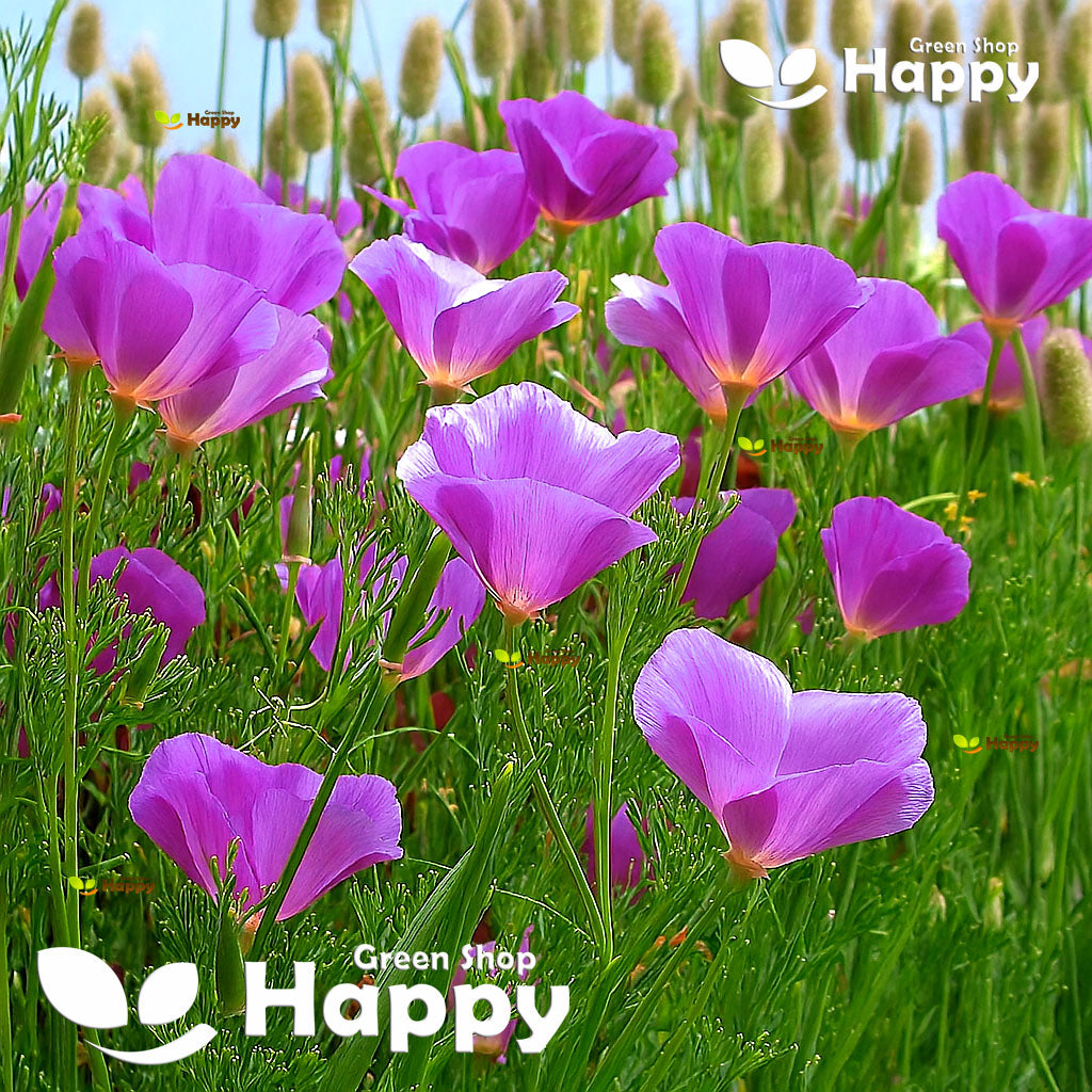 California Poppy `Purple Gleam` - 1200 seeds (Eschscholzia californica)
