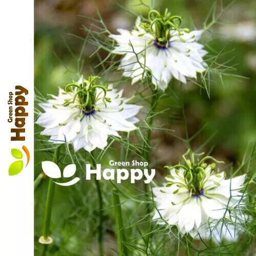 Nigella sativa `Black Cumin` white - 1000 seeds (Nigella Sativa)