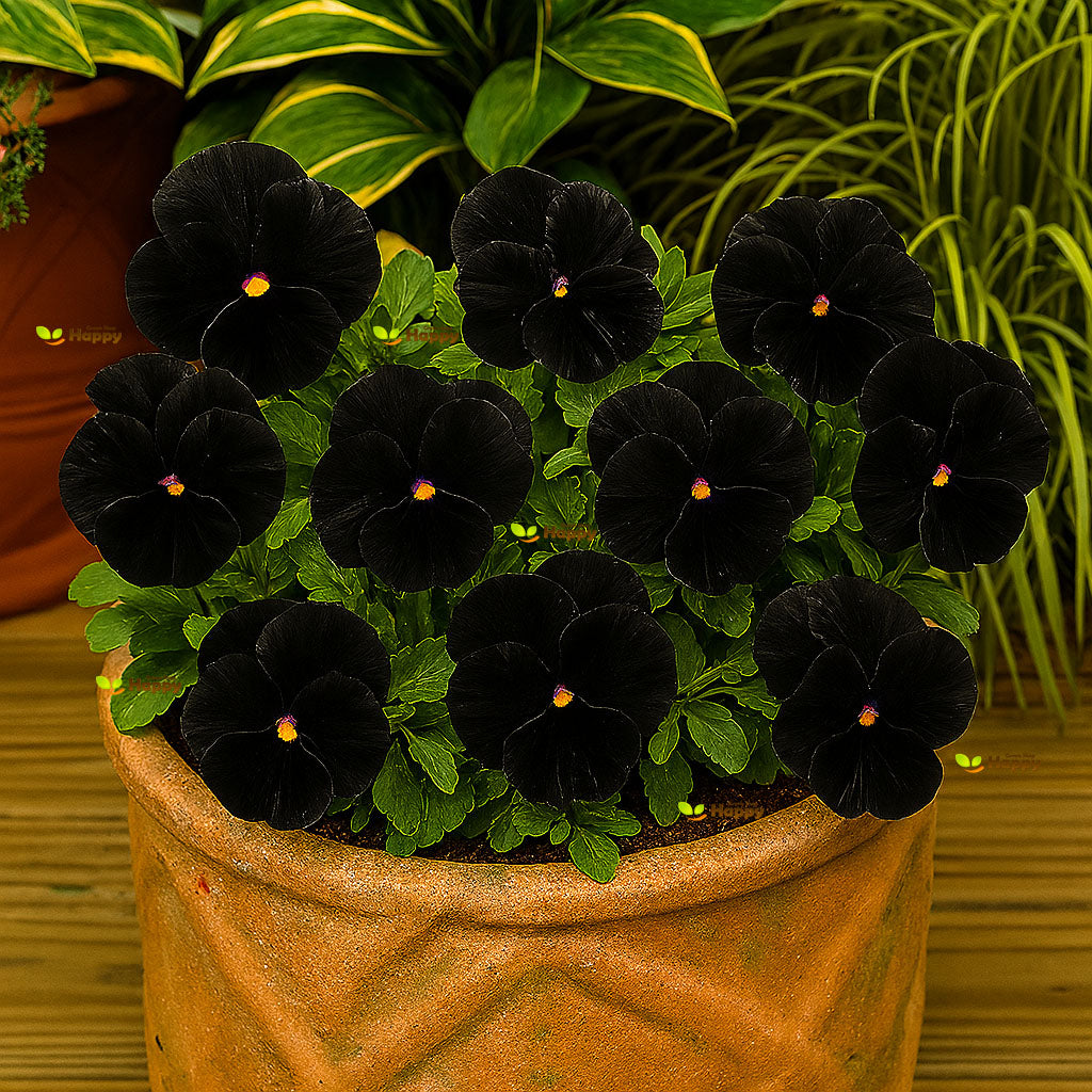 Pansy Clear crystals Black - 150 seeds (Viola wittrockiana)