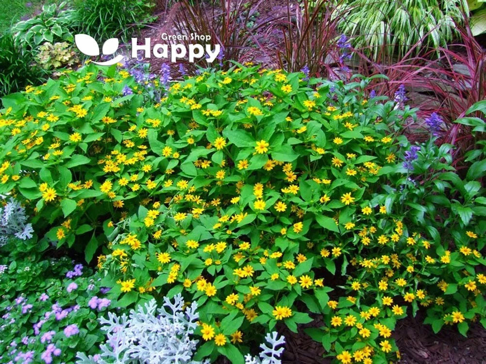 Butter Daisy - 30 seeds (Melampodium Paludosum)