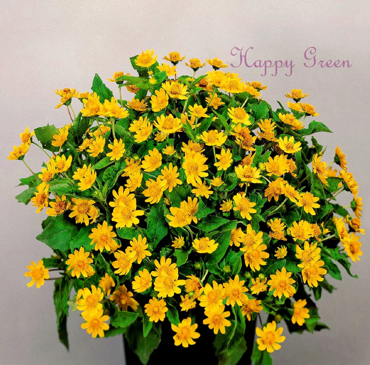 Butter Daisy - 30 seeds (Melampodium Paludosum)